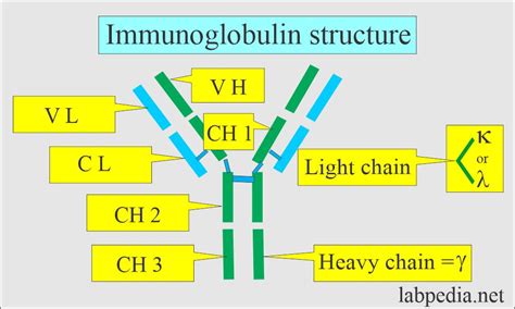 Monoclonal Immunoglobulin Ig Monoclonal Antibody Immunofixation