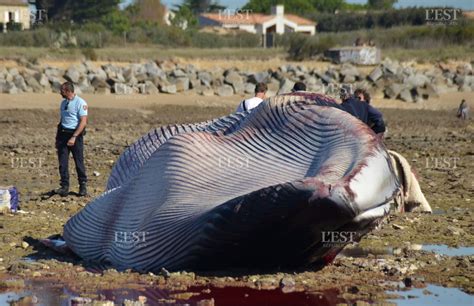 France Monde Une baleine de 20 mètres retrouvée morte sur une plage