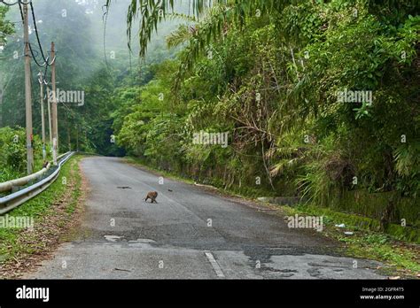 Wild Monkey On The Highway Through The Dense Jungle Wild Animals In