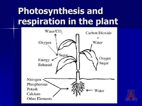 Ppt Basic Botany For Master Gardeners Powerpoint Presentation Id775229