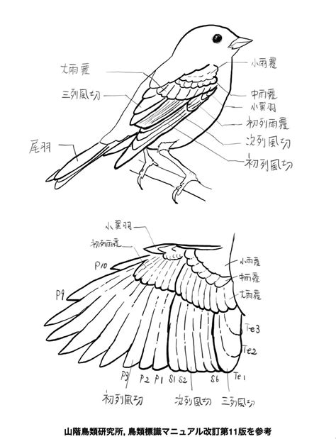 フクロウの羽標本（風切、尾羽、翼、雨覆） Skg 羽のバックヤード