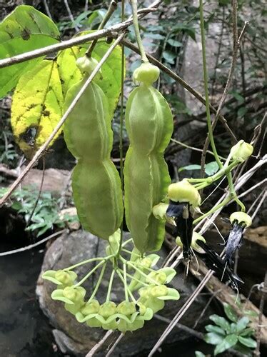 Burny Bean Mucuna Gigantea