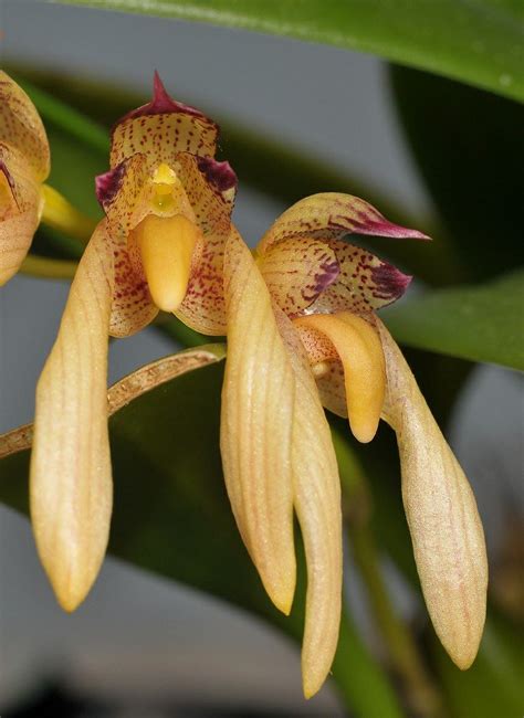 Bulbophyllum Bicolor Hortus Botanicus Leiden Netherlands