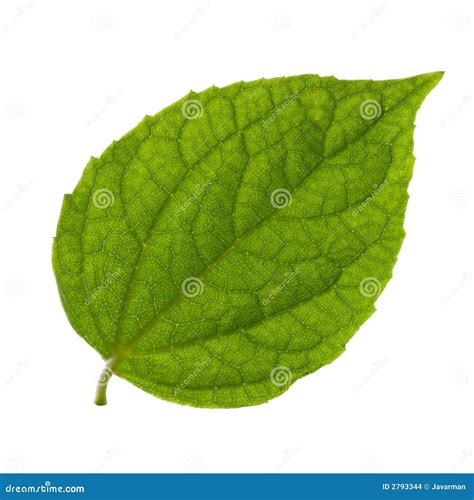 Isolated Green Leaf Stock Photo Image Of Pattern Botany