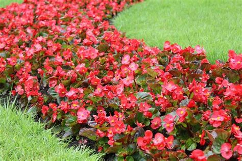 Flowering Plants Rabbits Will Leave Alone Gardeners Path