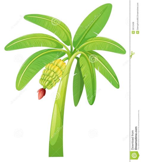 Banana Tree Stock Vector Illustration Of Plant Leaf 26112408 Tree