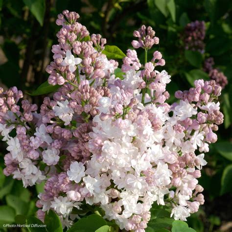 Syringa Vulgaris Belle De Moscou Krasavitsa Moskvy White Double