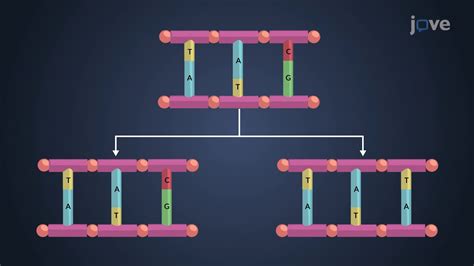 Video: Mutations in Microorganisms 