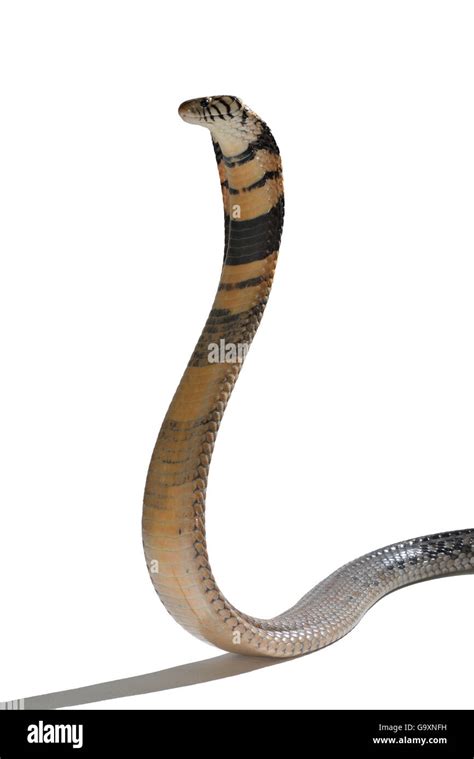 Forest Cobra Naja Melanoleuca In Threat Display Captive Occurs In