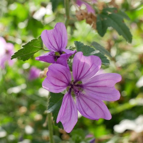 Organic Malva Sylvestris Common Mallow Lus Na Meall Muire True