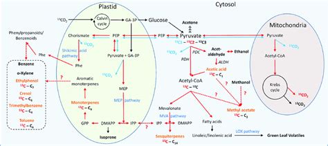 Simplified Metabolic Scheme Of Biogenic Volatile Organic Compound