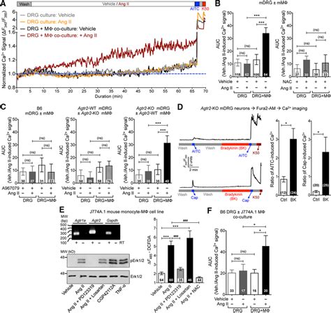 Ang Ii Induced M Ros Rns Production Trans Activates Trpa On Mouse Drg