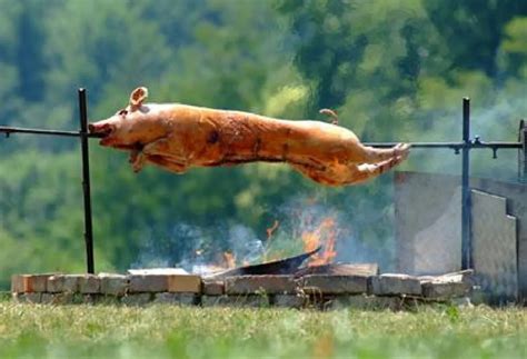 Viande De Porc Voici Raisons Pour Lesquelles Les Musulmans Nen