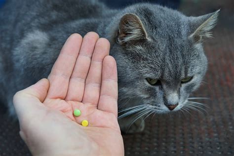 How To Get Your Cat To Take Pills Feline Medical Clinic