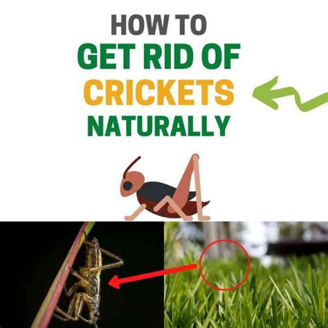 How To Get Rid Of Crickets Outside Naturally Ultimate Guide Bugwiz