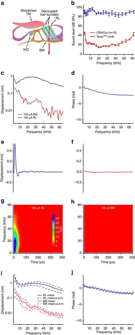 Electrically Evoked Reticular Lamina And Basilar Membrane Vibrations In