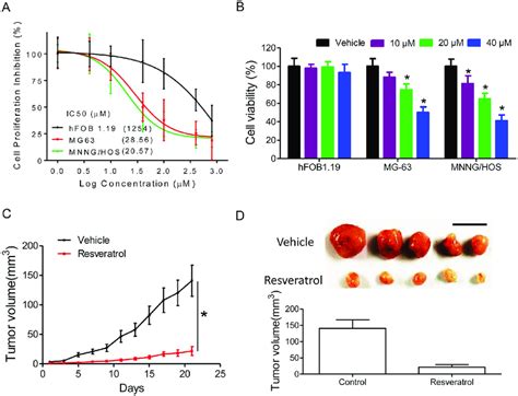 Effects Of Resveratrol On Cell Viability Of Osteoblastic Cells And