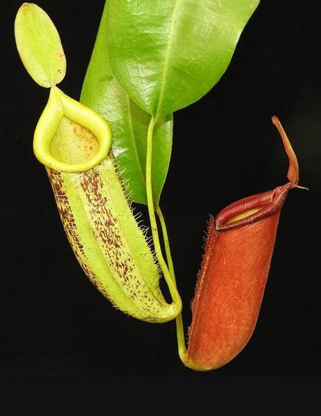 Nepenthes Ampullaria X Veitchii 15 Cm