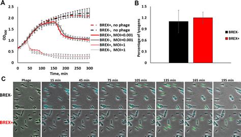 Induction of prophage from BREX+ lysogens. (A) Images of cells from ...