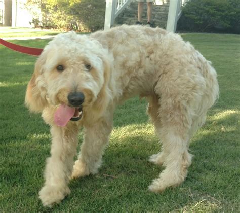 Dog found in Edgewood, its your dog and I have him : r/Birmingham