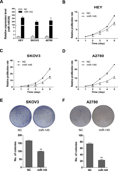 Stable Mir Overexpression Suppresses Cell Proliferation And