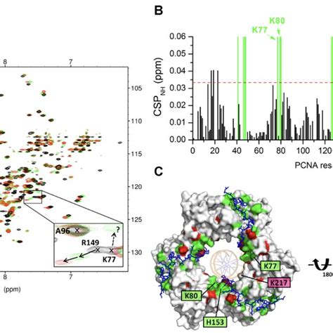 Nmr Analysis Of Pcna Binding To P And A Bp Dsdna A