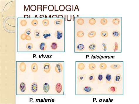 Plasmodium