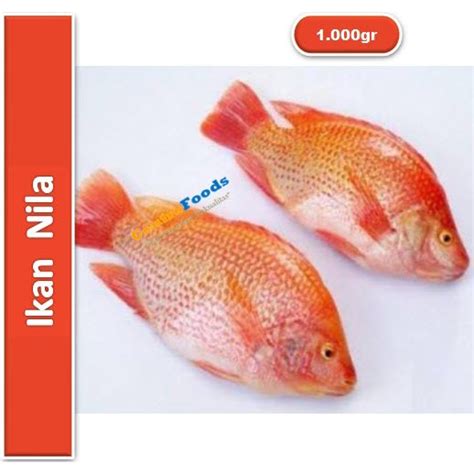 Jual Ikan Nila Nila Merah Fresh 1000gr Harga Per Kg Shopee
