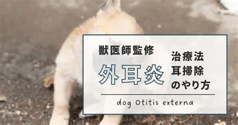 【犬の外耳炎｜マラセチアの画像あり】耳の中が脂っぽい•赤い・後ろ足でかく場合の治療法、耳掃除のやり方ついて獣医師が解説