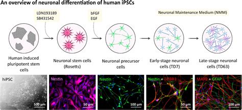 Frontiers Detection And Functional Evaluation Of The P X Receptor In