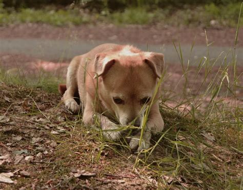 Niereninsuffizienz Beim Hund Was Tun