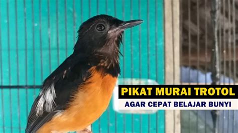 Murai Batu Trotol Belajar Bunyi NGERIWIK Suara MASTERAN Anakan MB