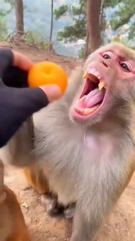 قرد يأكل برتقالالقرد المشاكستربية الحيواناتقرد كيوتقرد لطيفmonkey