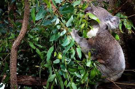 100 Best Koala Names Boy Girl Baby And Cute Koala Names