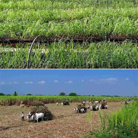 Ring Pit Method Of Sugarcane Cultivation Agri Farming