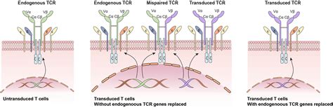 Frontiers Crisprcas9 Gene Editing In Cancer Immunotherapy Promoting