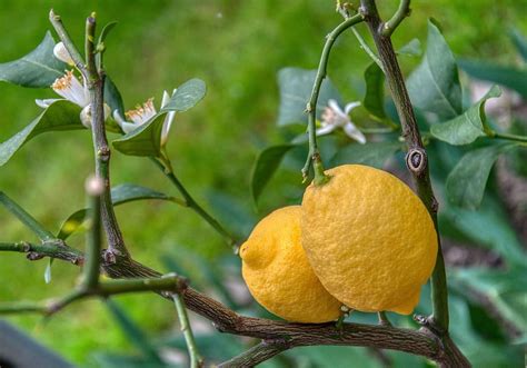 Lemons Lemon Tree Citrus Fruits Lemon Flowers Sour Fruit Plant