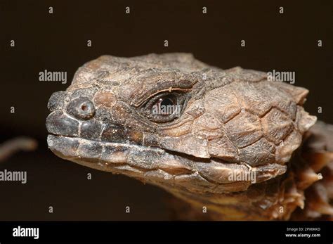 Armoured Belt Tail Stock Photo Alamy
