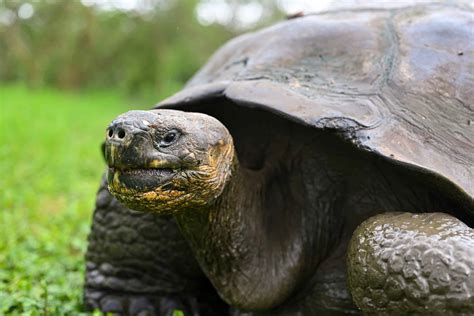 Cacca di tartaruga tutto ciò che avresti sempre voluto sapere