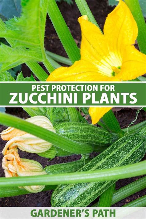 Protect Zucchini Plants From Pests