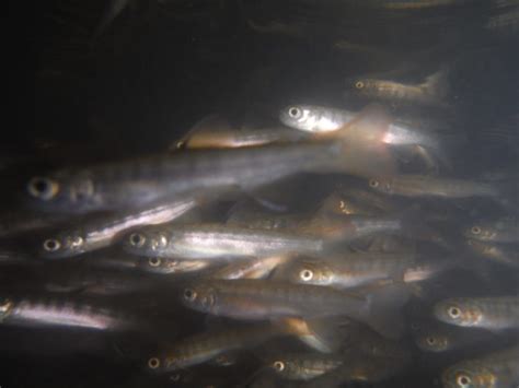 Underwater View Of Coho Salmon Fry My Edmonds News