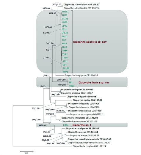 Phylogram Of Diaporthe Resulting From A Maximum Likelihood Analysis