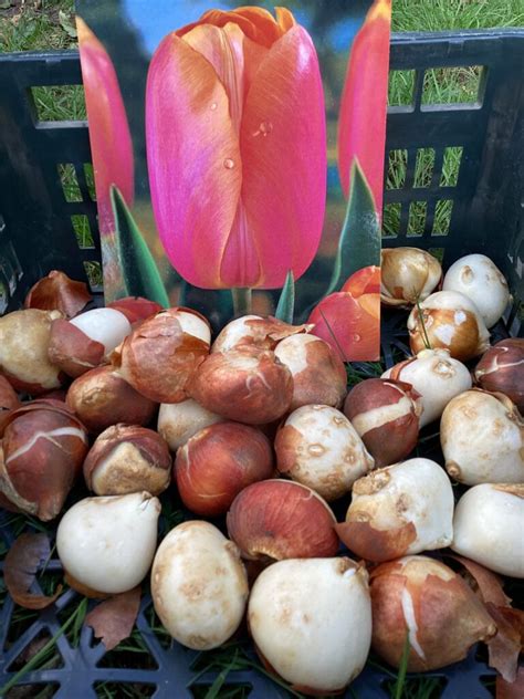 Erfolgreicher Abschluss Der Aktion Tulpen F R Brot Grundschule Uesen