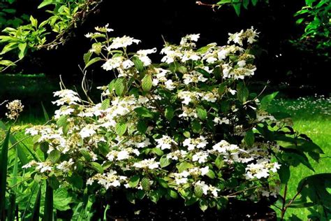 Watanabe Viburnum - planting, pruning, and care