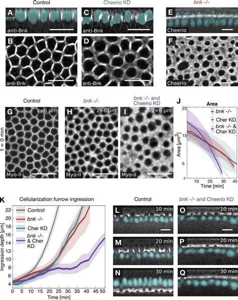 Bnk And Cheerio Act Synergistically During Hexagonal Patterning AD