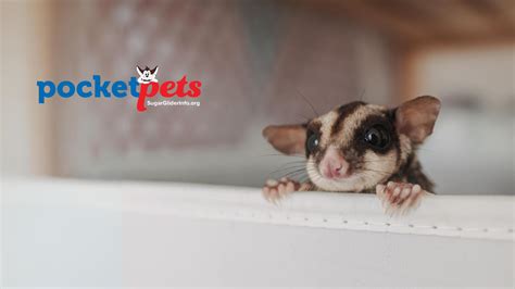 Understanding Sugar Glider Sounds Pocket Pets