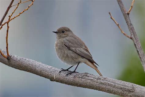 Горихвостка-чернушка, Phoenicurus ochruros gibraltariensis… | Flickr