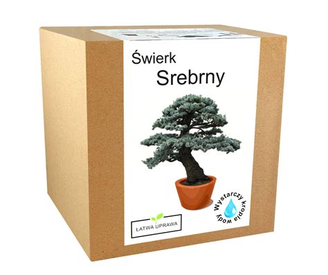 Zestaw Do Uprawy Bonsai Wierk Srebrny Drzewko Pi Kna Drzewko Bonsai