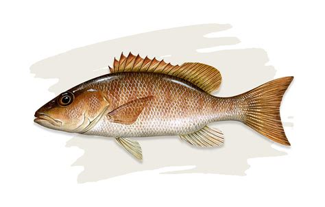 Mangrove Snapper Painting By Dawn Witherington Fine Art America