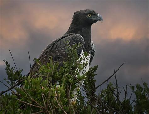 10 Eagles Of Africa That Symbolizes Supremacy Of Wilderness The